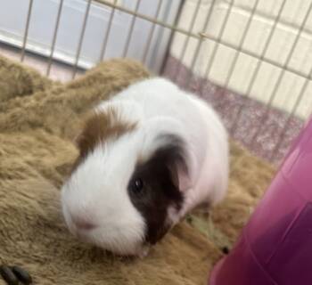 Rescue Guinea Pig Guinea Pigs for Adoption in Stratham, New Hampshire - Maverick (companion To Miko) | PetCurious